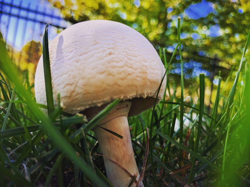 To Eat a Mushroom